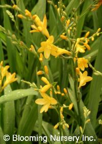 Crocosmia 'Citron'